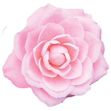 Camellia japonica ‘Pink Princess’ -  Camellia